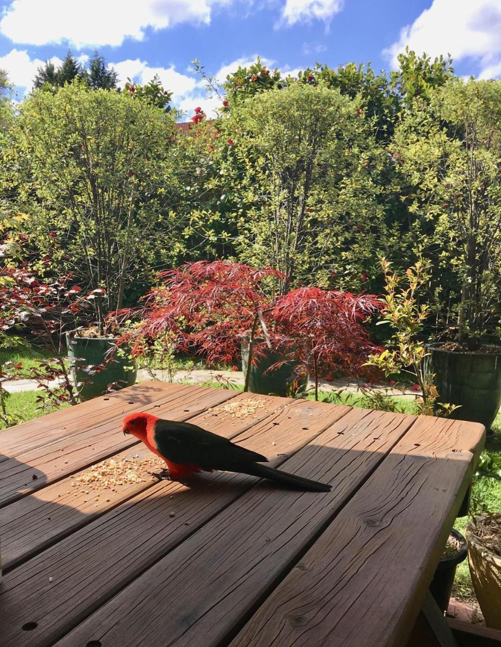Crimson Villa Katoomba Eksteriør bilde