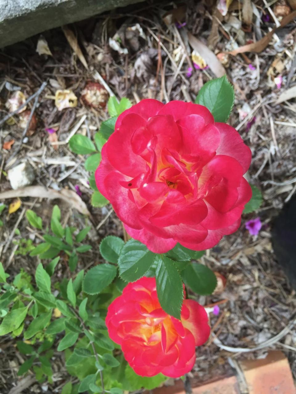 Crimson Villa Katoomba Eksteriør bilde