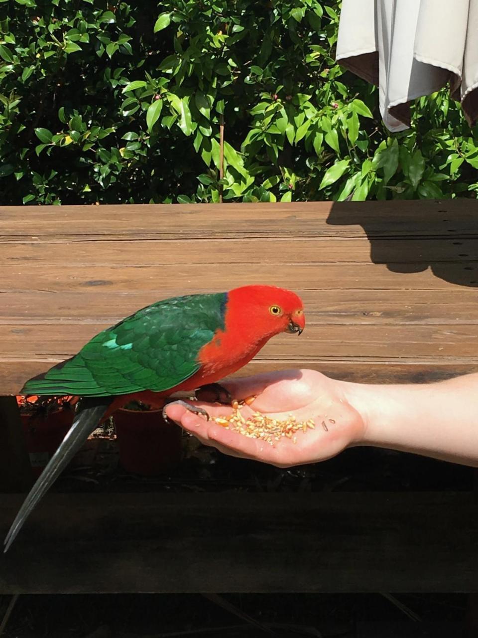 Crimson Villa Katoomba Eksteriør bilde